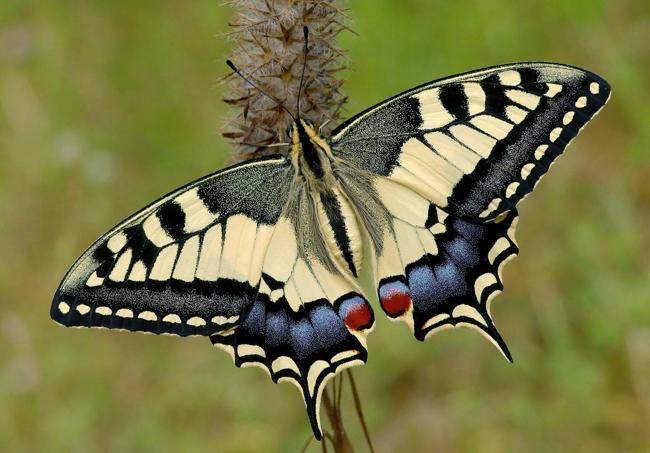 'Papilio machaon', mariposa presente en la Región.