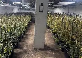 Las plantas incautadas por los agentes de la Guardia Civil.