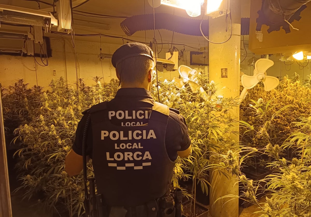 Plantación de marihuana en el sótano de una vivienda en Marchena.