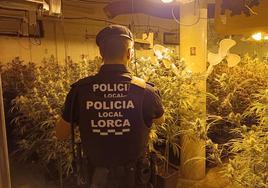 Plantación de marihuana en el sótano de una vivienda en Marchena.