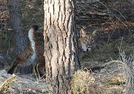 La hembra de lince 'Torrealvilla', cuyo paradero se desconoce.