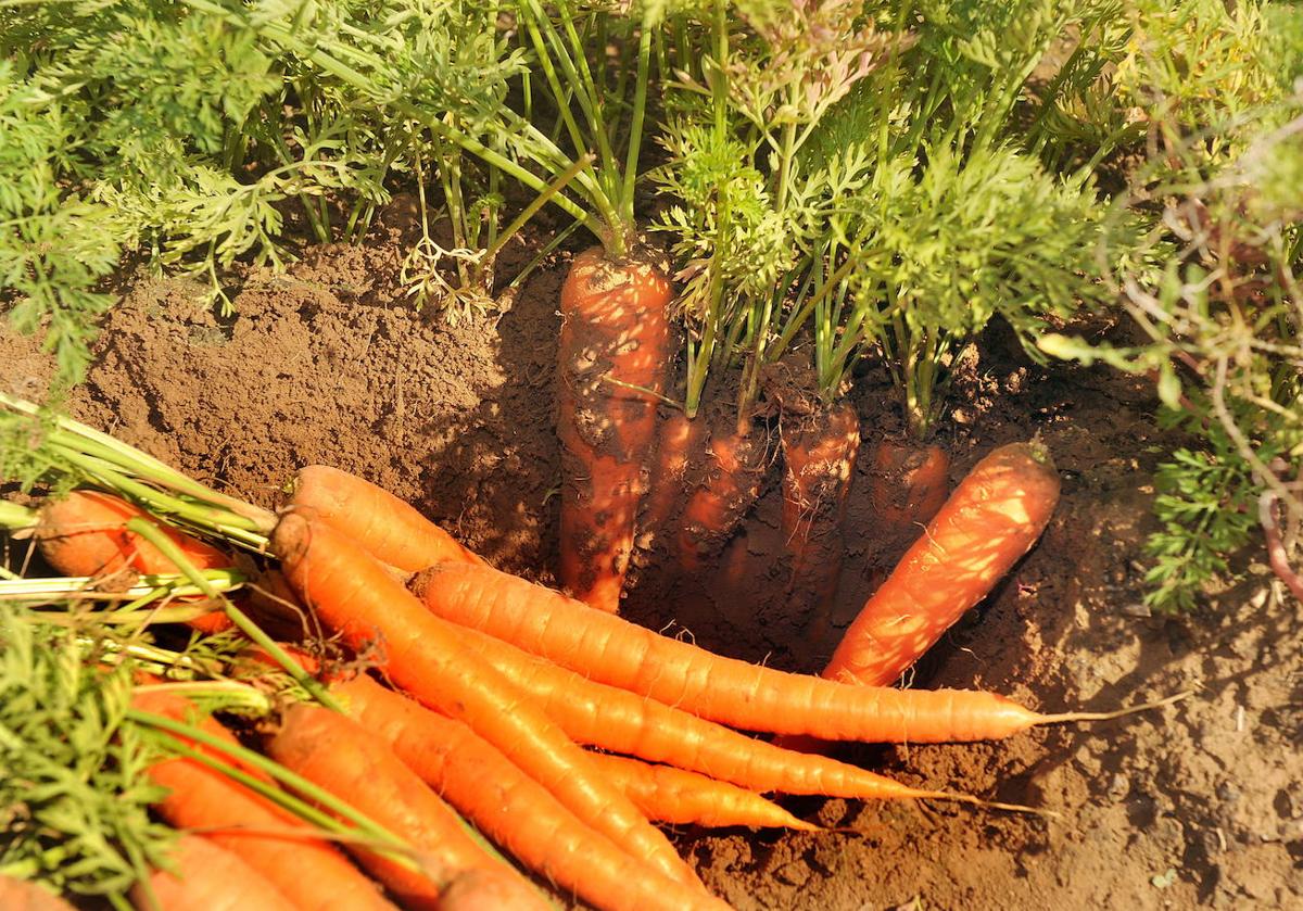Unas zanahorias.