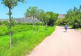 Un senderista pasea junto al cauce del Segura.