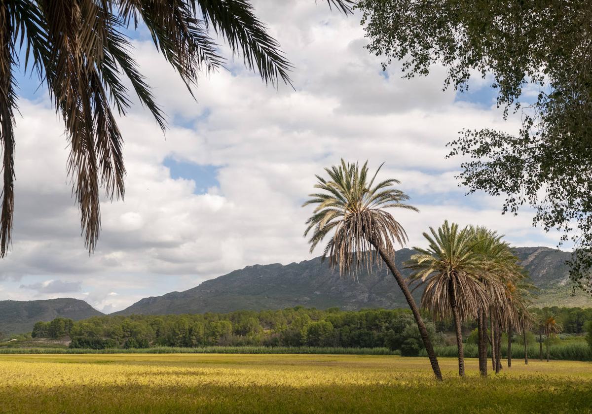 Las plantas de arroz, ya crecidas, en un bancal delimitado por una hilera de palmeras, junto al río y la montaña.