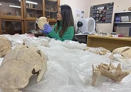Sonia Díaz-Navarro, en el laboratorio, con restos óseos de la tumba de Camino del Molino.