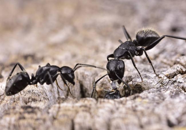 Hormigas 'Camponotus vagus'.