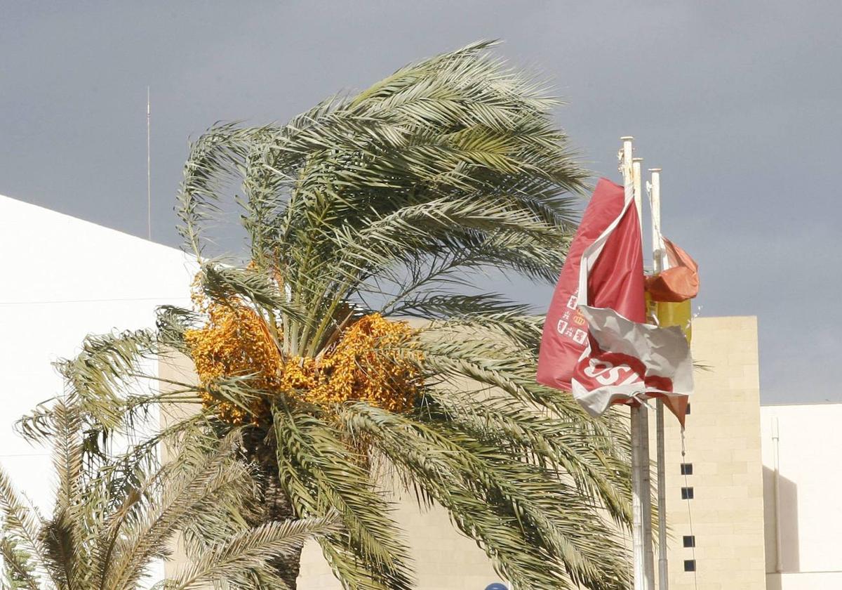 Imagen de archivo de una palmera agitada por una fuerte racha de viento.