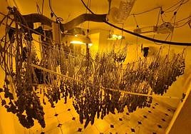 Algunas de las plantas incautadas por los agentes.