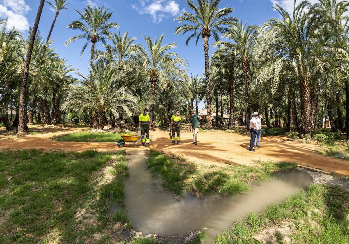 Dos operarios trabajan en el palmeral de Santiago y Zaraíche, en Murcia, en una imagen de archivo.