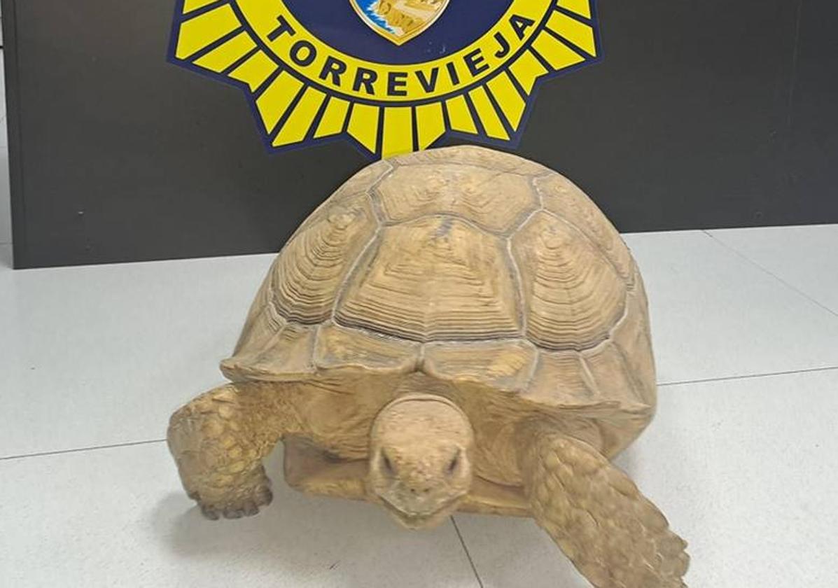 Tortuga sulcata