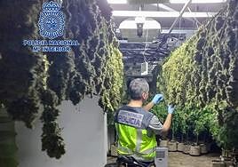 Un agente de la Policía Nacional, en la plantación de marihuana ubicada en una casa de Molina.