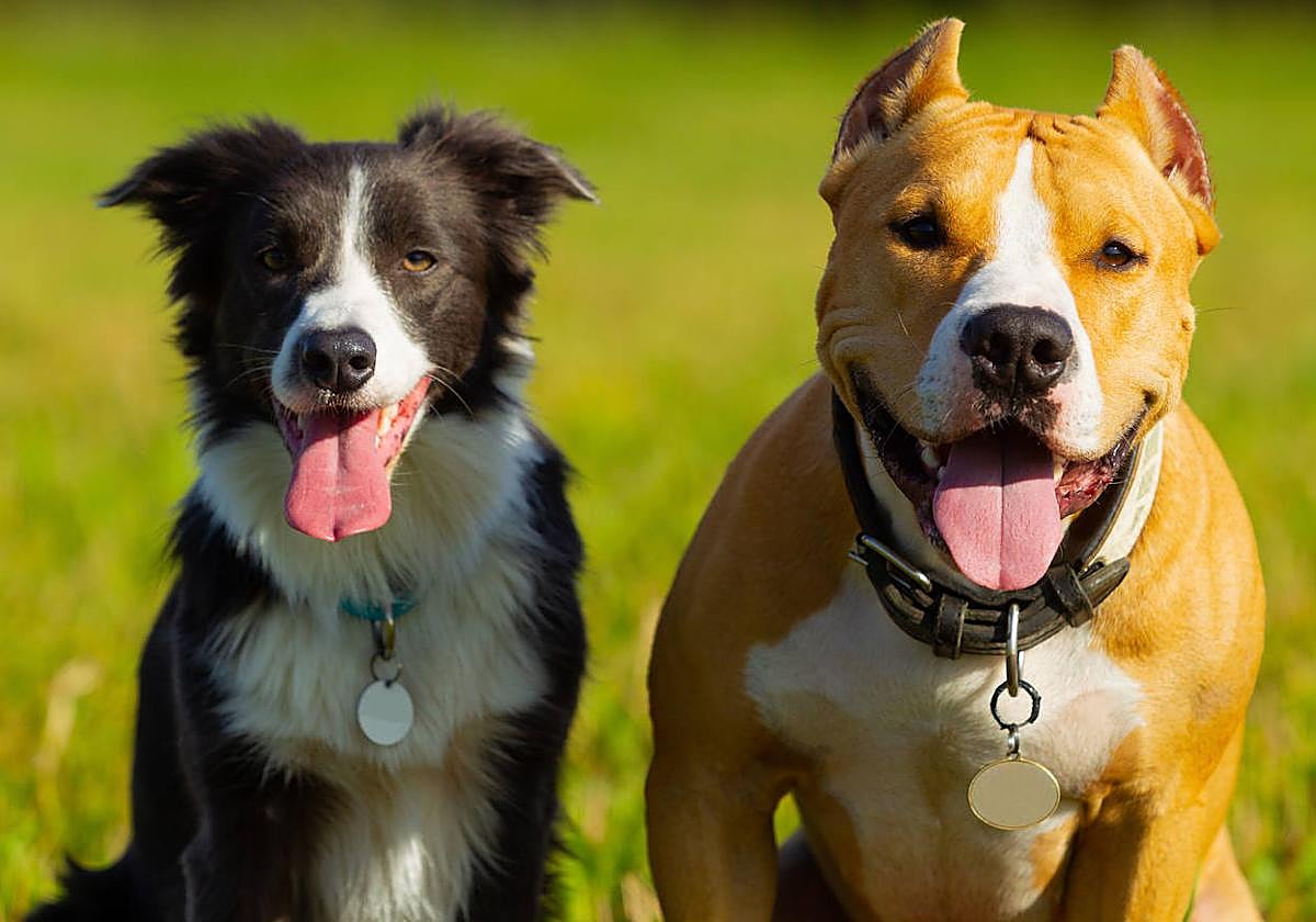 En qué situaciones debes ponerle bozal a tu perro.