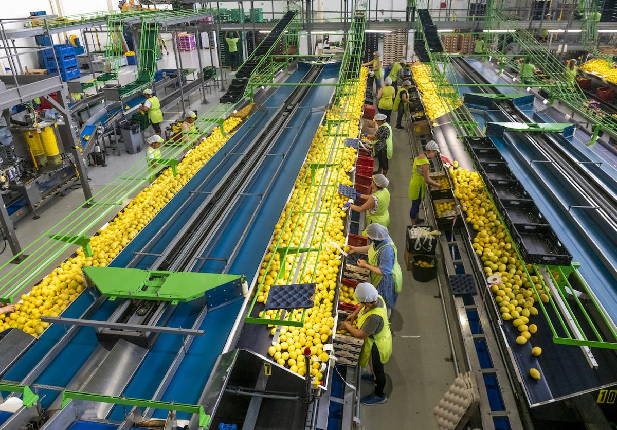 Tratamiento y envasado de limones en la empresa cítricos La Paz, el viernes por la tarde.