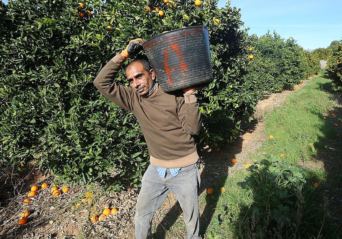 Un temporero recoge naranjas en una huerta.