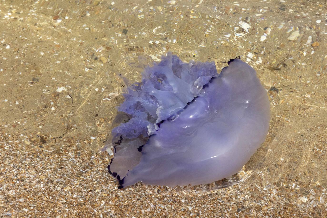 Medusas en el Mar Menor en el inicio de julio