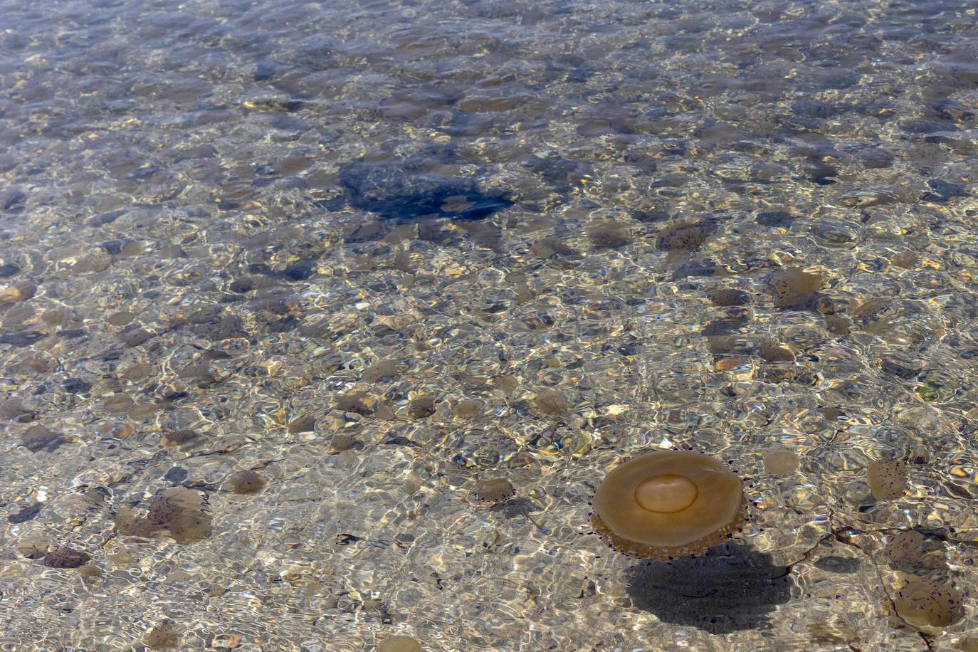 Medusas en el Mar Menor en el inicio de julio