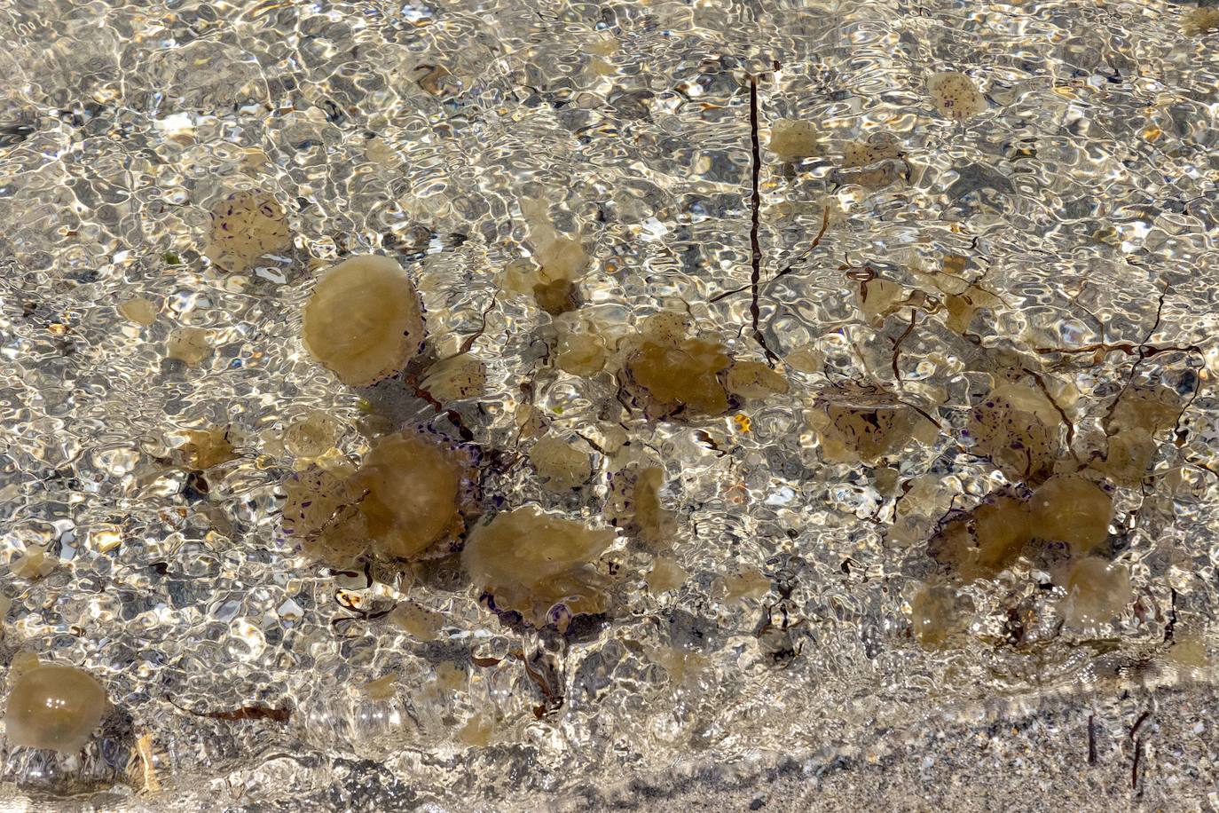 Medusas en el Mar Menor en el inicio de julio