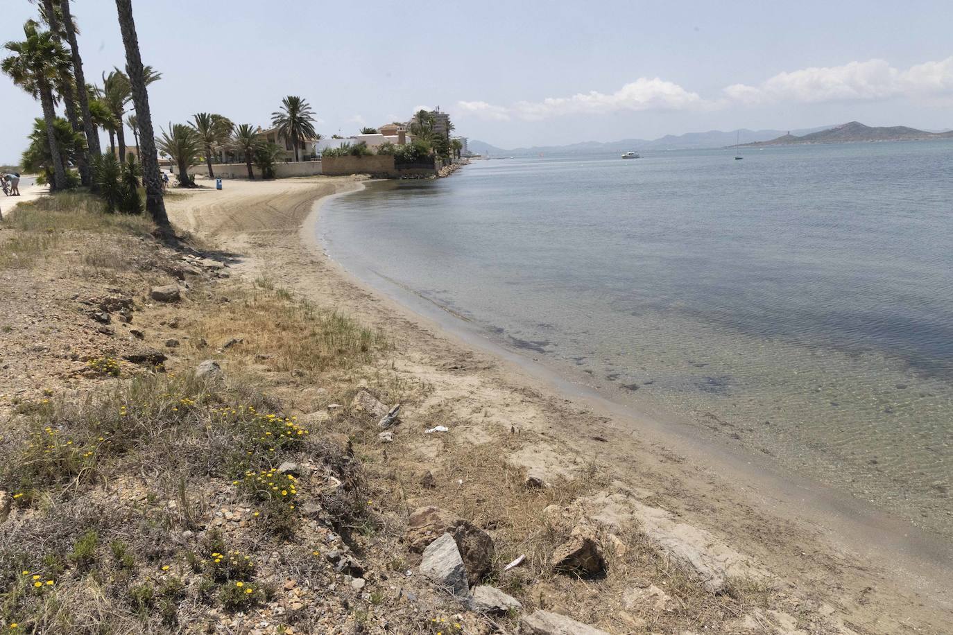 Medusas en el Mar Menor en el inicio de julio