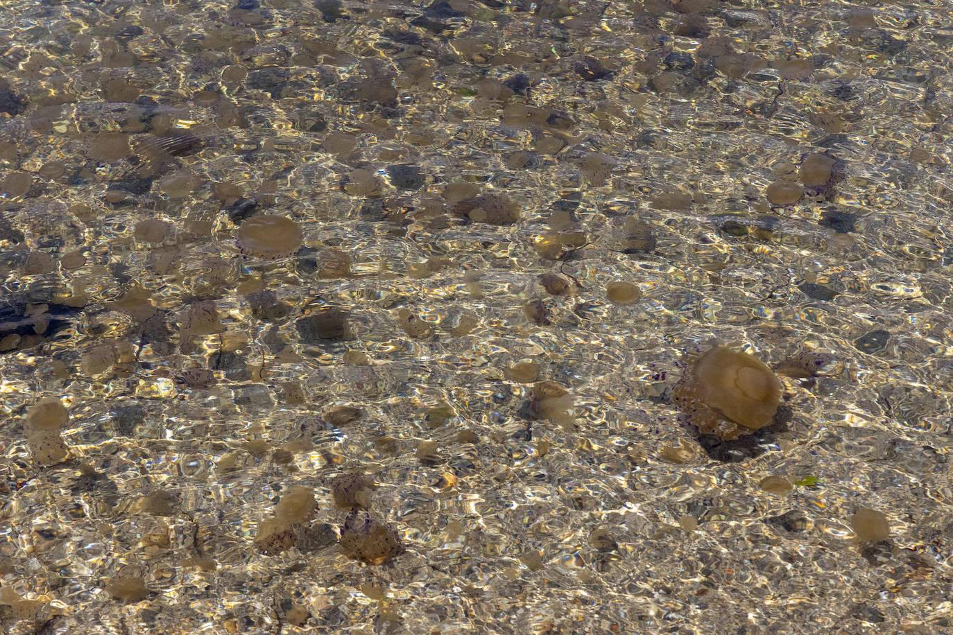 Medusas en el Mar Menor en el inicio de julio