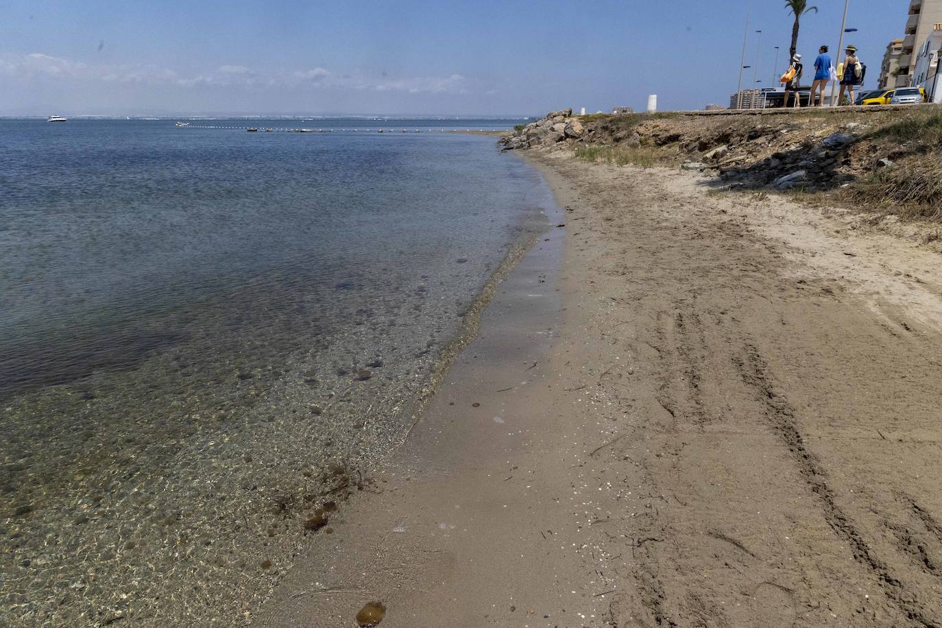 Medusas en el Mar Menor en el inicio de julio