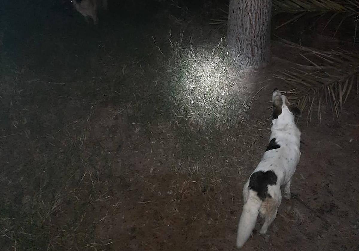 Uno de los perros vigila al pie del árbol.