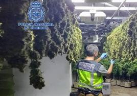 Un agente de la Policía Nacional en una de las plantaciones demantaladas.
