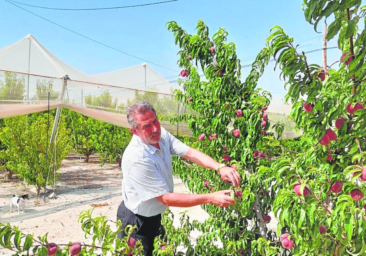 UPA calcula que el 30% de la fruta de Cieza se ha quedado sin recolectar |  La Verdad