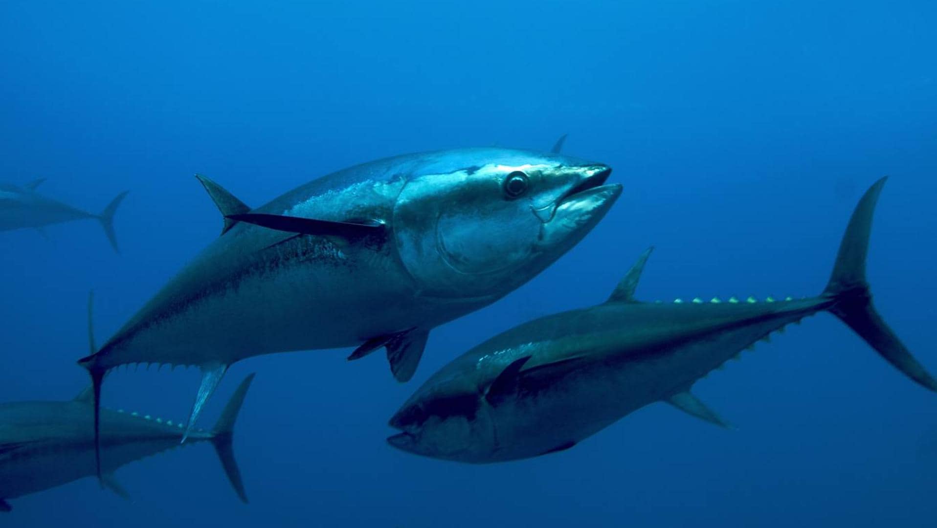 Bluefin tuna, king of seas and tables