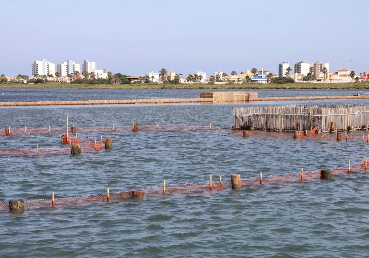 Las encañizadas del Mar Menor, con La Manga al fondo.