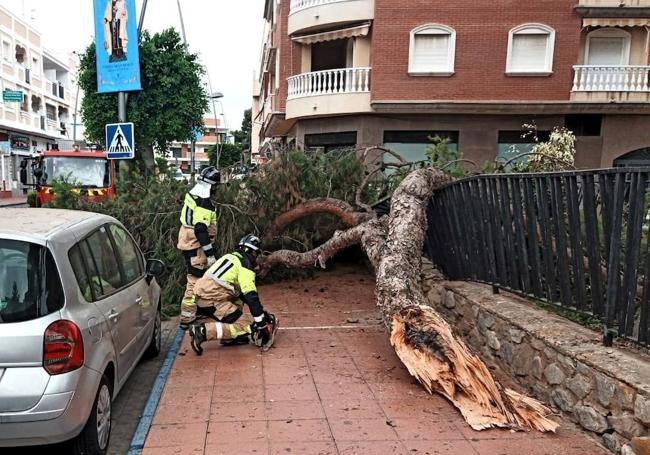 Imagen de los bomberos del CEIS trabajando en la retirada del pino centenario.