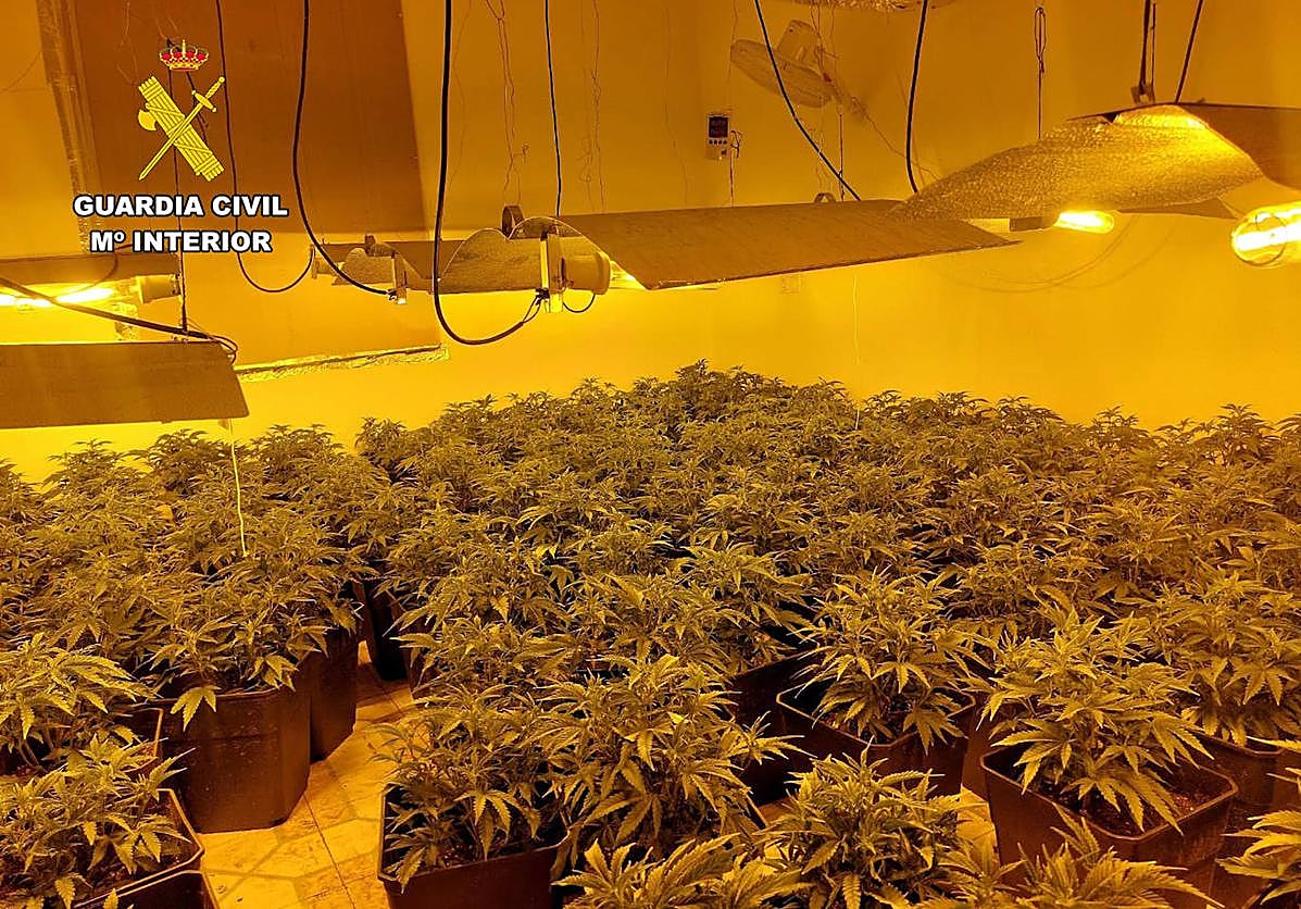 Plantas de marihuana incautadas en Beniel.