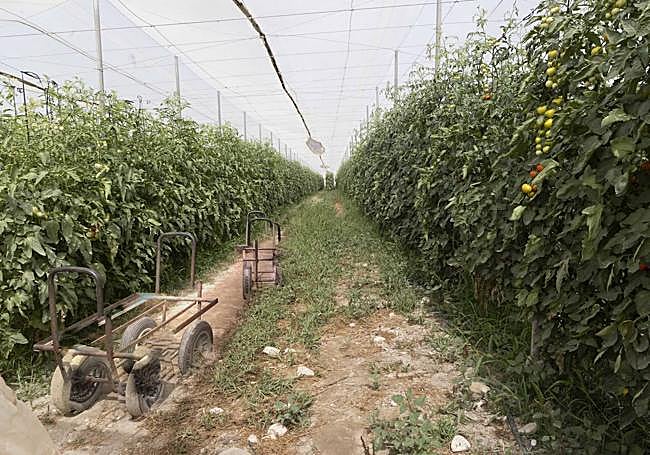 Carretillas abandonadas en el invernadero donde trabajaba El Habib.