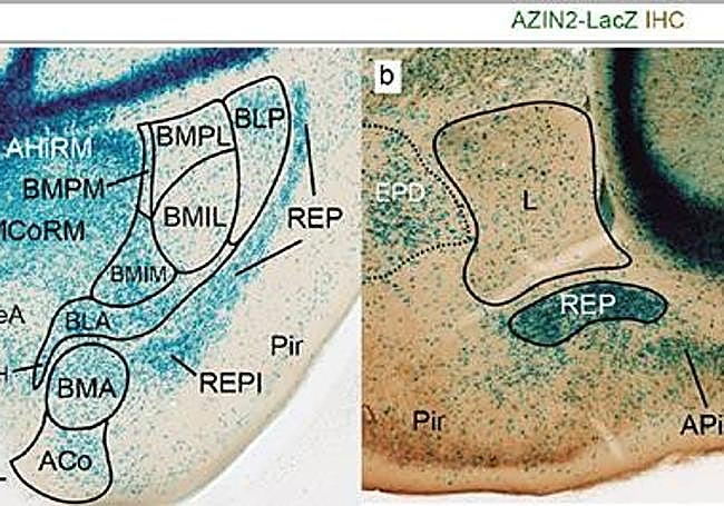 Imagen de la región amigdalina en un ratón. Garcia-Calero et al., (2020), doi: 10.1007/s00429-020-02097-4.