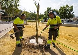 Plantación de árboles ayer en el Jardín de los Naranjos.