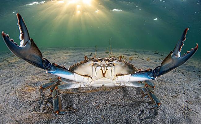 Cangrejo azul o jaiba ('Callinectes sapidus'). Procede del Atlántico y se ha extendido con gran rapidez por el Mediterráneo.
