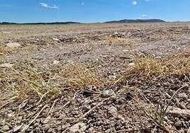 Un cultivo de secano afectado por la sequía, en una imagen de archivo.