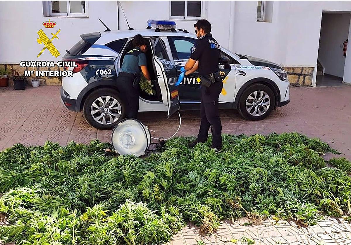 Agentes de la Guardia Civil y algunas de las plantas intervenidas.