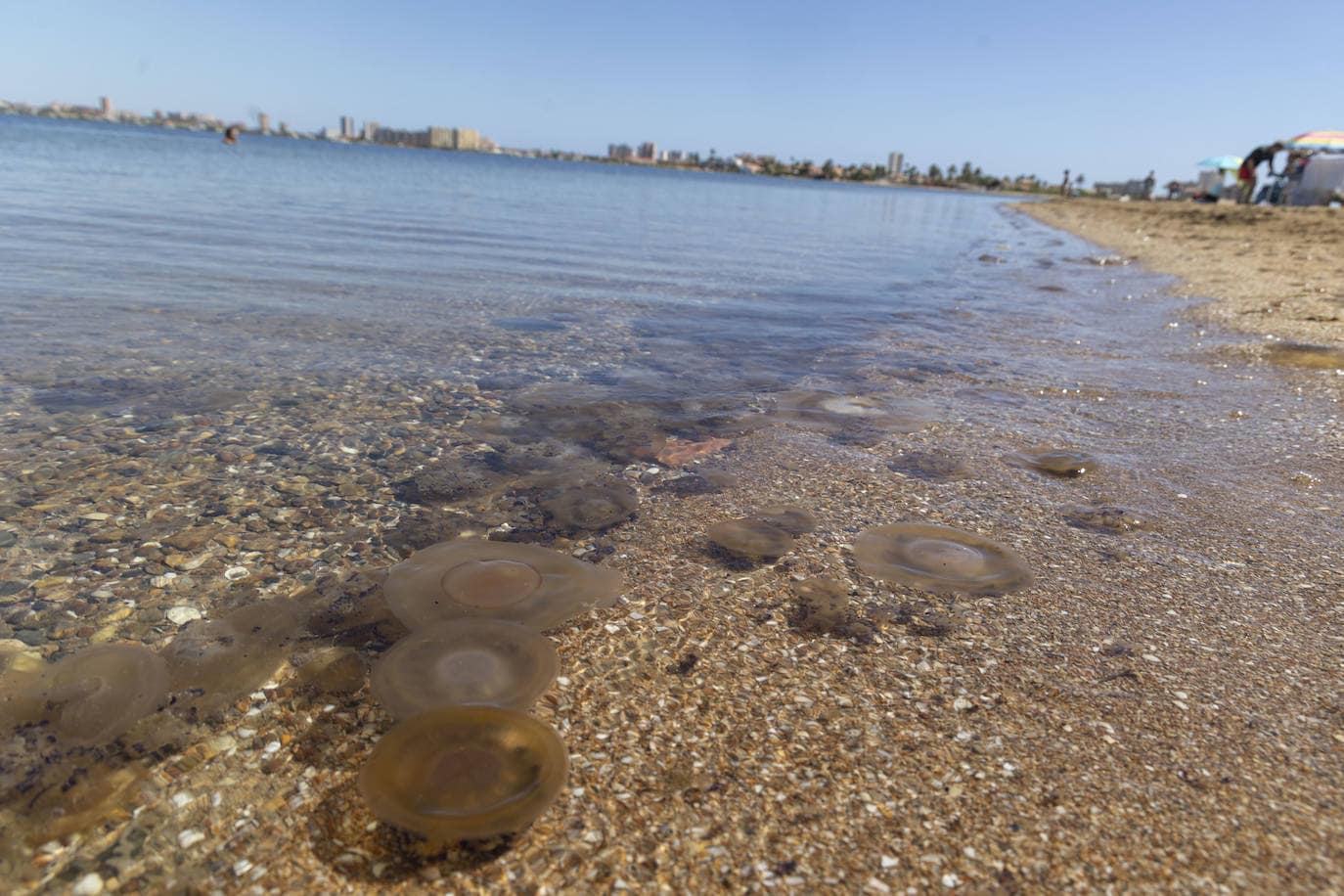 More jellyfish appear on the southern shore of the Mar Menor