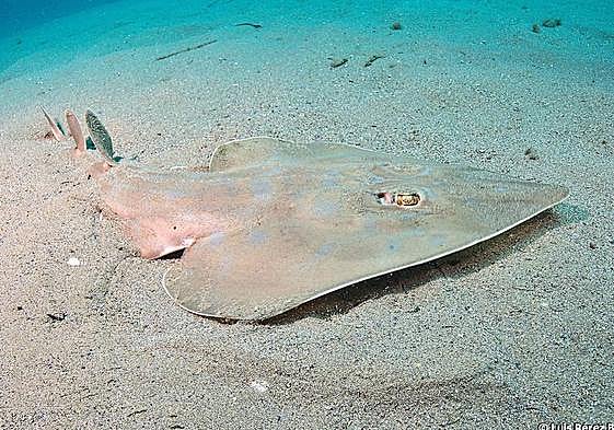 Pez guitarra fotografiado en Cabo de Palos.