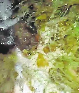 Imagen secundaria 2 - A la izquierda, las medusas vistas desde la embarcación y a la derecha, medusas capturadas por las redes. 