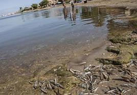 Peces muertos encontrados en La Manga, en el episodio de anoxia de 2021.