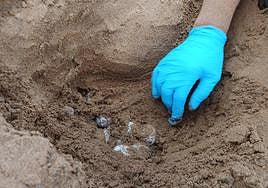 Localización de los huevos en la playa del Negrete.