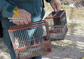 Los dos jilgueros liberados por la Guardia Civil