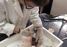 Diseccionan una dorada para comprobar la presencia de microplásticos en su interior.