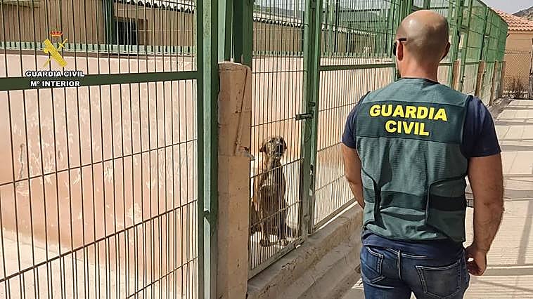 Uno de los perros recuperados por los agentes de la Guardia Civil