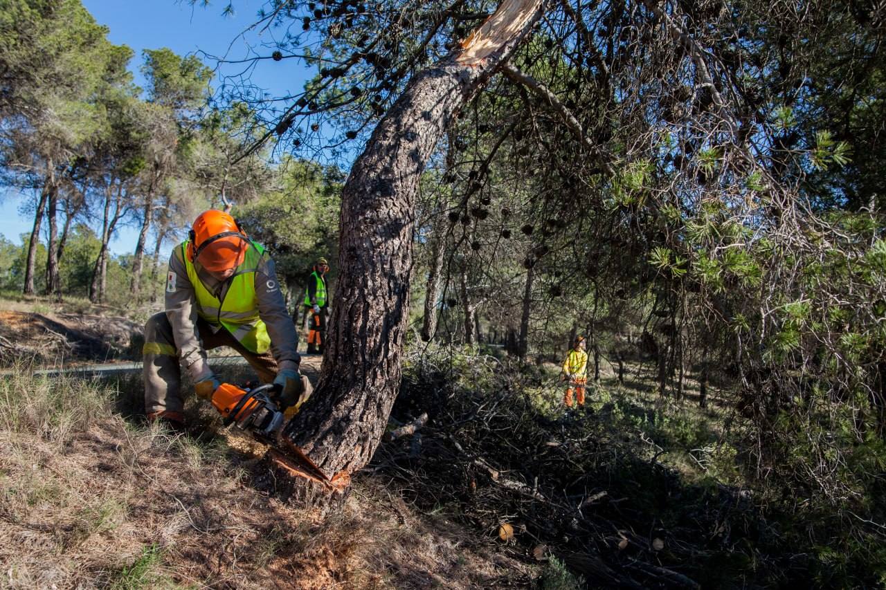 Un operario lleva a cabo labores selvícolas de clareo en Murcia.
