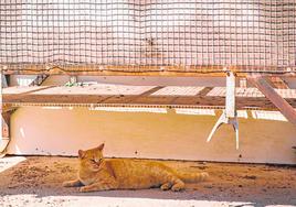 Un gato callejero descansa bajo un banco.