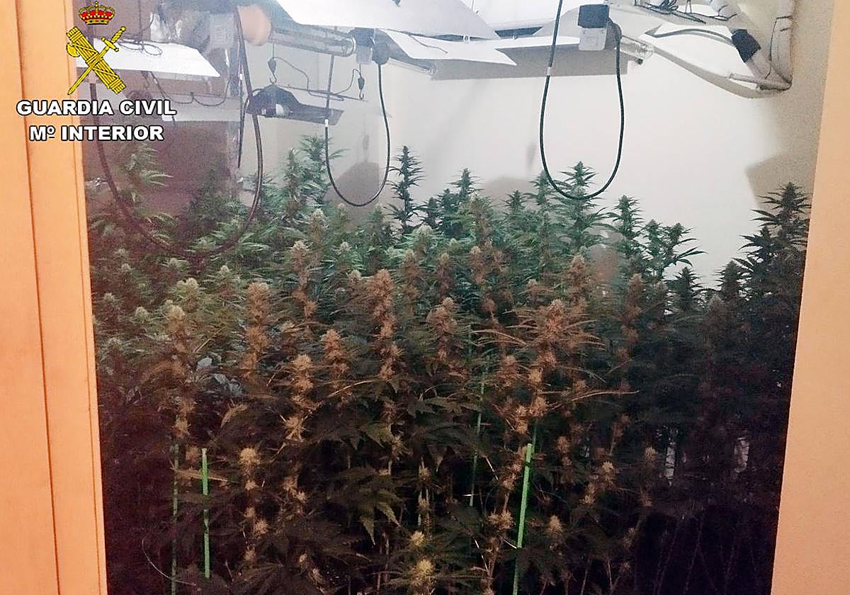 Plantas de marihuana halladas en el interior de la vivienda.
