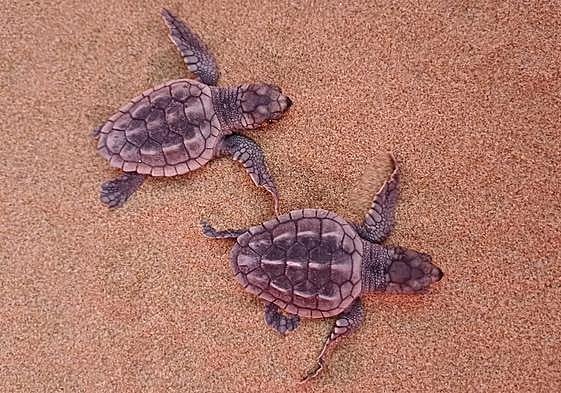 Las dos primeras tortugas bobas de la temporada en la Región de Murcia, nacidas en Calblanque.