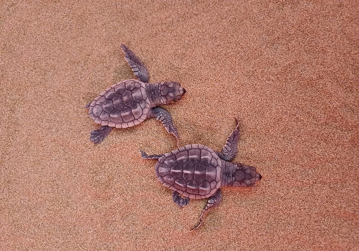 Las dos primeras tortugas bobas de la temporada en la Región de Murcia, nacidas en Calblanque.